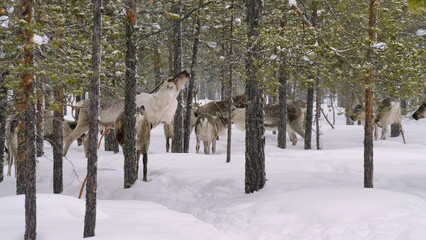 Fototapeta premium Western Siberia, a herd of reindeer in the winter forest.