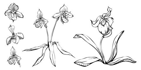 Hand drawn vector ink orchid flowers, stems, leaves, monochrome, detailed outline. Composition with branches. Isolated on white background. Design for wall art, wedding, print, tattoo, cover, card. © Elena