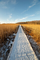 A wooden path in the Poleski National Park.