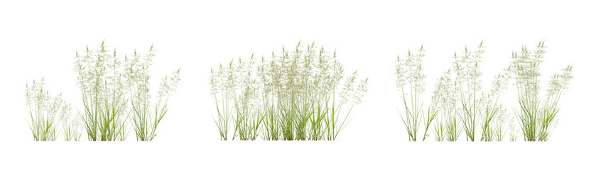 Set of bentgrass plant on transparent background, nature meadow, 3d render illustration.