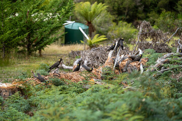 Fototapeta na wymiar flock of yellow and black cockatoo on a log and tree in australia