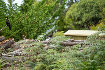 flock of yellow and black cockatoo on a log and tree in australia