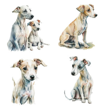 Four different watercolor drawings of a whippet puppy on a transparent background, Generative AI