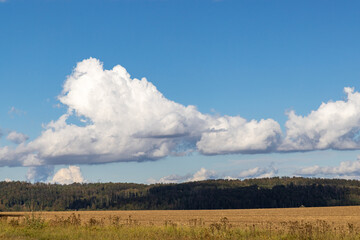 Fototapeta na wymiar Feld mit Wald blauen Himmel und Wolken