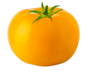 Yellow tomato isolated