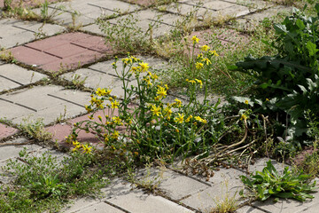 Background old cracked paving slabs with green grass between the tiles. Background of abandonment and decay of the urban structure. Old abandoned road surface