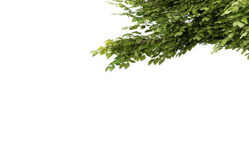 Tree branch with green leaf isolated on transparent background, 3d render illustration.