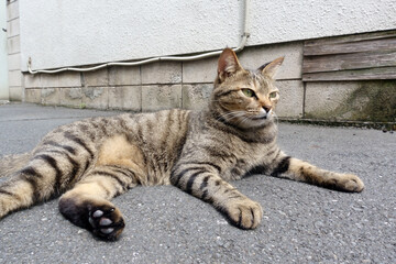 Obraz premium 野良猫、人懐っこい性格が可愛い