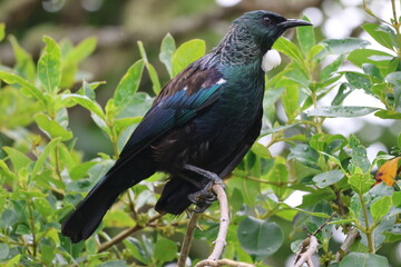 Beautiful kiwi NZ Tui bird