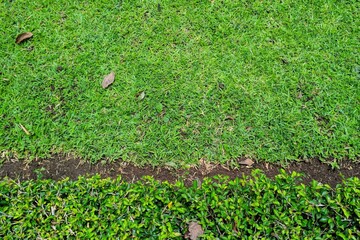 green grass nature background