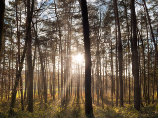 Fototapeta premium Walking path though a Bavarian Forest landscape 