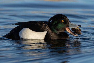 male tufted duck struggling to eat a ball of mussels