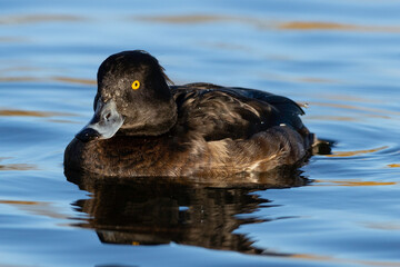 Aythya fuligula, female, 