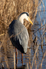 heron fishing