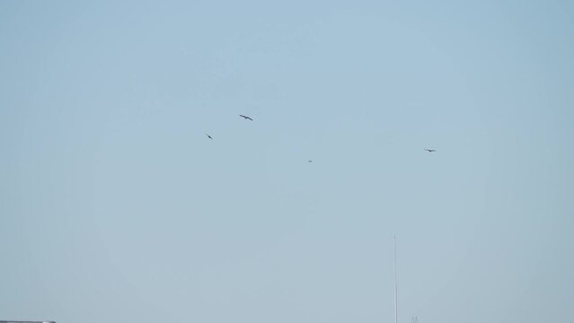 black kite and crow in a sky