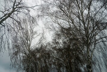 Hohe Birkenbaumkronen vor weißem Himmel bei Regen und Sturm am Morgen im Winter