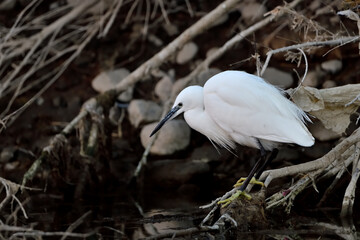Garza blanca al acecho en el estanque (Ardea alba)
