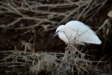Garza blanca al acecho en el estanque (Ardea alba)