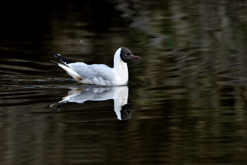 Gaviota reidora macho nadando en el estanque  (Chroicocephalus ridibundus)