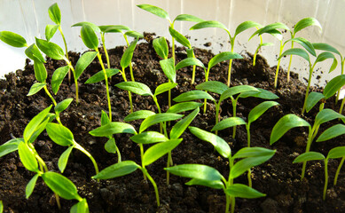 Growing seedlings of sweet pepper in cassettes with organic soil