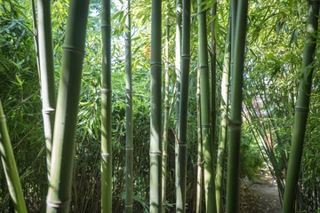 Fotobehang bamboos in a bamboo forest © jaroslavkettner