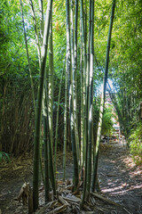 Fototapeta na wymiar bamboos in a bamboo forest