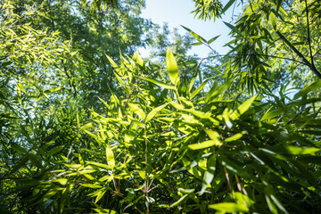 Fototapeta premium bamboos in a bamboo forest