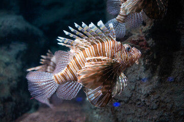 Naklejka na ściany i meble Close-up beautiful colorful fish swim in the aquarium.