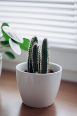 Small cactus and pilea against the background of the blinds, closeup.