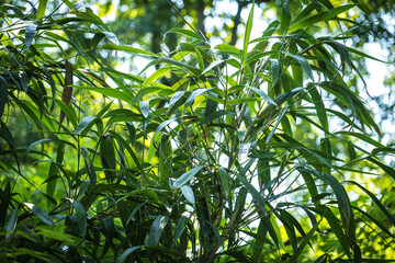 bamboos in a bamboo forest
