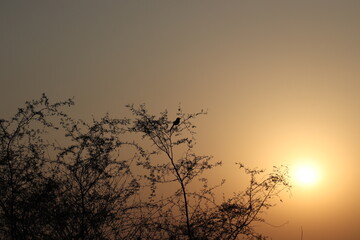 Silhouette, bird on bush and sunset golden light