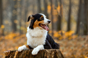 Australian shepherd dog stands in the autumn forest or park. The pet has put its front paws on a tree stump and is looking at the camera.The concept of pet goods, articles, blog.