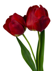 Two burgundy tulips with stem and leaves close up on isolated white background