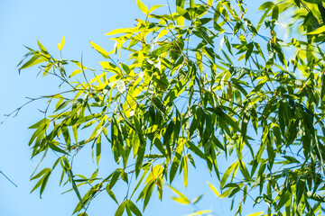bamboos in a bamboo forest