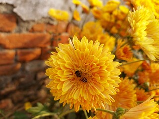 yellow chrysanthemum flower