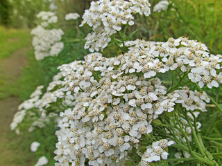 Flowers of Common White Yarrow Plant (Achillea Millefolium). Beautiful bright plant blooming on a summer day.