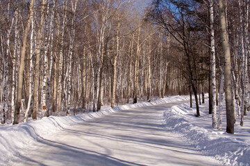 Fototapeta premium birch forest in the village of Taltsy, Irkutsk oblast, Russia. Winter day. Siberia.