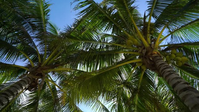 Coconut palm trees bottom view sun shining through branches swaying wind sunny. Driving under palm trees. Looking up coconut trees POV camera Passing daylight. Palm trees against blue sky.
