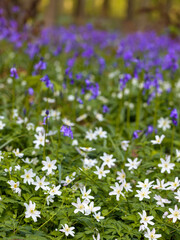 Wildflowers in woods