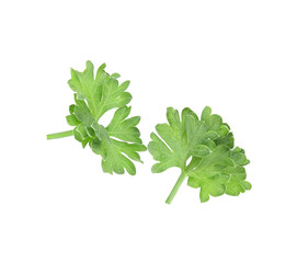 Coriander transparent png