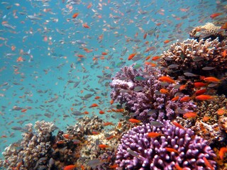 Red Sea fish and coral reef in Egypt