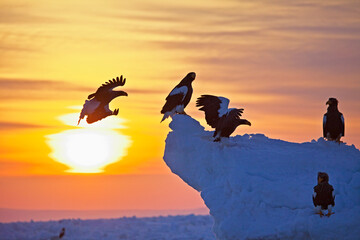 オジロワシと大鷲