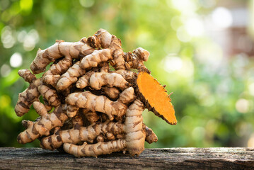 Turmeric or curcuma longa rhizome on nature background.