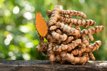 Turmeric or curcuma longa rhizome on nature background.