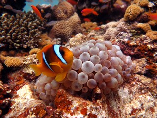 Fototapeta na wymiar Red Sea colorful Clown fish