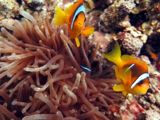 Naklejka na ściany i meble Red Sea colorful Clown fish