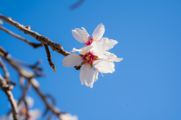 Cherry blossom on a background with a blue sky