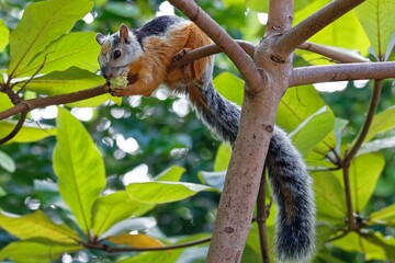 Bunthörnchen © Willy