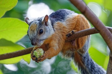 Bunthörnchen © Willy