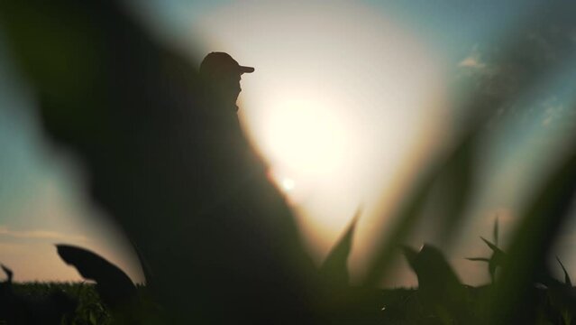 Agriculture. Plantation of green corn. Harvest of agricultural produce. Farmer with a tablet in corn field. Farmer at sunset in field. Rural business Agriculture concept. harvesting on farm in autumn